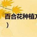 百合花种植方法和肥水管理（百合花种植方法）