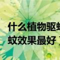 什么植物驱蚊效果最好而且健康（什么植物驱蚊效果最好）