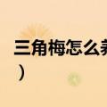三角梅怎么养护才会开花不断（三角梅怎么养）