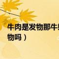 牛肉是发物那牛奶是发物吗能吃吗（牛肉是发物那牛奶是发物吗）