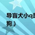 导盲犬小q是真实故事吗（导盲犬小q是什么狗）