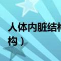 人体内脏结构图器官位置分布图（人体内脏结构）