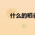 什么的稻谷一年级填空（什么的稻谷）