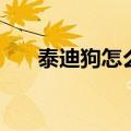 泰迪狗怎么养才不臭（泰迪狗怎么养）