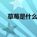草莓是什么意思啊（小草莓是什么意思）
