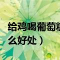 给鸡喝葡萄糖水有什么好处（喝葡萄糖水有什么好处）