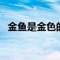 金鱼是金色的（金鱼是什么颜色怎样游泳）