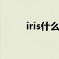 iris什么意思摄影（iris什么意思）