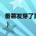 番薯发芽了是不是不能吃了（番薯发芽能吃吗）