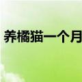 养橘猫一个月花多少钱（养橘猫一个月花费）