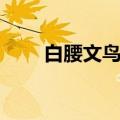 白腰文鸟是保护动物吗（白腰文鸟）