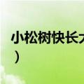小松树快长大阳光雨露哺育它（小松树快长大）