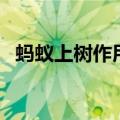 蚂蚁上树作用（蚂蚁上树和毒龙钻是什么）