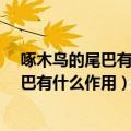 啄木鸟的尾巴有什么作用?啄木鸟的尾巴能用（啄木鸟的尾巴有什么作用）