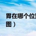 胃在哪个位置图 男人 示意图（胃在哪个位置图）
