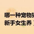哪一种宠物猫比较适合女孩子养（什么猫适合新手女生养）