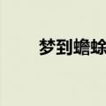 梦到蟾蜍爬到脚上寓意（梦到蟾蜍）