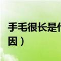 手毛很长是什么原因相学（手毛很长是什么原因）