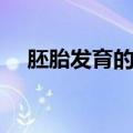 胚胎发育的规律资料（胚胎发育的规律）
