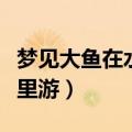 梦见大鱼在水里游是什么预兆（梦见大鱼在水里游）