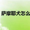 萨摩耶犬怎么训练握手（萨摩耶犬怎么训练）