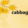 cabbage的中文翻译（cabbage）