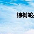 棕树蛇是保护动物吗?（棕树蛇）