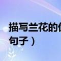 描写兰花的优美句子150字（描写兰花的优美句子）