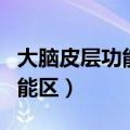 大脑皮层功能区示意图高中生物（大脑皮层功能区）