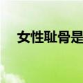 女性耻骨是哪里（女性耻骨真活人图片）