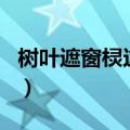 树叶遮窗棂这是什么歌（树叶遮窗棂月儿歌名）