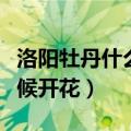洛阳牡丹什么时候开花最好（洛阳牡丹什么时候开花）