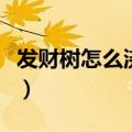 发财树怎么浇水多久浇一次（发财树怎么浇水）