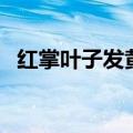 红掌叶子发黄干枯怎么补救（红掌怎么养）