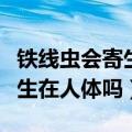铁线虫会寄生在人体吗吃什么药（铁线虫会寄生在人体吗）
