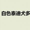白色泰迪犬多少钱一只（泰迪犬多少钱一只）