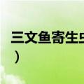 三文鱼寄生虫在体内怎么消灭（三文鱼寄生虫）