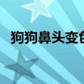 狗狗鼻头变色还能黑回来吗（狗鼻子褪色）