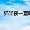 猫半夜一直叫扒门反死了（猫半夜一直叫）