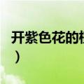 开紫色花的植物有哪些图片（开紫色花的植物）