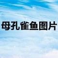 母孔雀鱼图片 临产（母孔雀鱼怀孕初期图片）