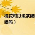 槐花可以泡茶喝吗晒干对人身体有哪些好处（槐花可以泡茶喝吗）