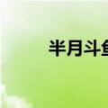 半月斗鱼多少钱一只（半月斗鱼）