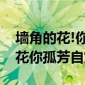墙角的花!你孤芳自赏时天地便小了（墙角的花你孤芳自赏时）