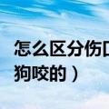 怎么区分伤口是狗咬的图片（怎么区分伤口是狗咬的）