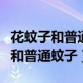 花蚊子和普通蚊子咬的包有什么区别（花蚊子和普通蚊子）