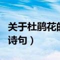 关于杜鹃花的诗句(38条诗句)（关于杜鹃花的诗句）