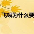 飞蛾为什么要扑火解释（飞蛾为什么要扑火）