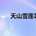 天山雪莲怎么吃法（天山雪莲怎么吃）