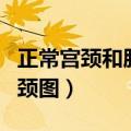 正常宫颈和肥大宫颈图片（正常宫颈和肥大宫颈图）